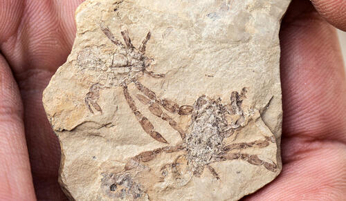 The fossil crab Callichimaera perplexa. (Credit: Daniel Ocampo R. /Vencejo Films)