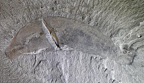  A mineral blueprint for finding Burgess Shale-type fossils