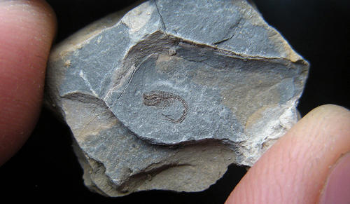 Comma Shrimp Fossil Image