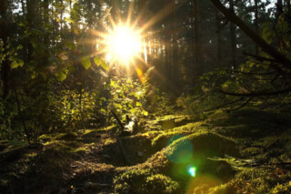 Sunlight coming through trees in the forest