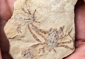 The fossil crab Callichimaera perplexa. (Credit: Daniel Ocampo R. /Vencejo Films)