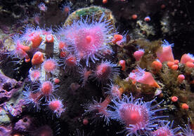 The absence of the physical remains of soft-bodied species, such as sea anemones, in the fossil record creates huge gaps in our understanding of ancient ecosystems, Yale researchers say.