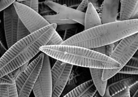 Marine diatoms. (Photo by Mogana Das Murtey and Patchamuthu Ramasamy. Licensed under the Creative Commons Attribution-Share Alike 3.0 Unported license.)
