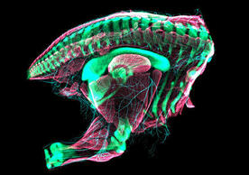 Embryonic quail hindquarters imaged using laser scanning confocal microscopy. The skeleton is in green, nerves are in blue, and muscles are in red. The pelvis of this quail embryo has just transformed into a relatively “modern” bird configuration. (Credit: Christopher T. Griffin and Bhart-Anjan S. Bhullar)