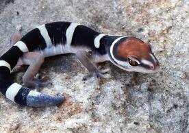 The black banded gecko, shown here, is a good approximation of the physical appearance of Helioscopos dickersonae, the researchers said. (Wikipedia image)