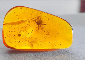 A 100-million-year-old fossil captured in amber. (Photo: Xiao Jia)