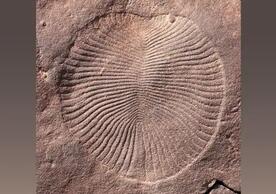 Dickinsonia, an early animal from the Rawnsley Quartzite Formation in South Australia, is about 550 million years old. (Courtesy of L. Tarhan)