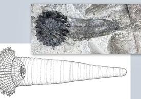 Bottom left, a reconstruction of Rotaciurca superbus, otherwise known as Ezekiel’s Wheel. Top right, a fossil specimen of Rotaciurca superbus.