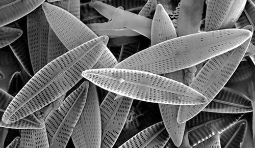 Marine diatoms. (Photo by Mogana Das Murtey and Patchamuthu Ramasamy. Licensed under the Creative Commons Attribution-Share Alike 3.0 Unported license.)