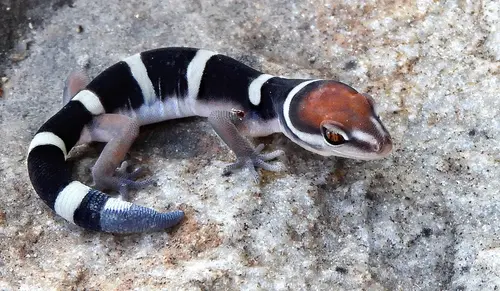 The black banded gecko, shown here, is a good approximation of the physical appearance of Helioscopos dickersonae, the researchers said. (Wikipedia image)