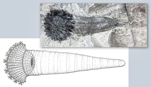 Bottom left, a reconstruction of Rotaciurca superbus, otherwise known as Ezekiel’s Wheel. Top right, a fossil specimen of Rotaciurca superbus.